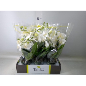 Phalaenopsis   ...white