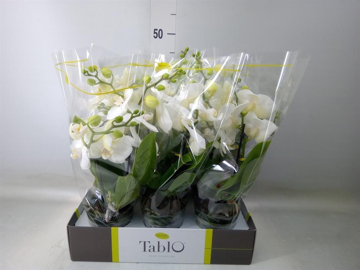 <h4>Phalaenopsis   ...white</h4>