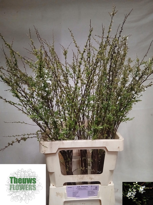 <h4>SPIR C GREFSHEIM</h4>