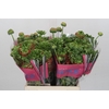 Ranunculus Romance Crown Bastille