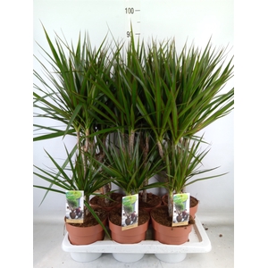 Dracaena marg.