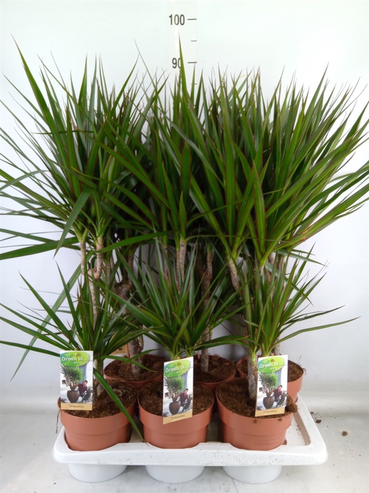 <h4>Dracaena marg.</h4>