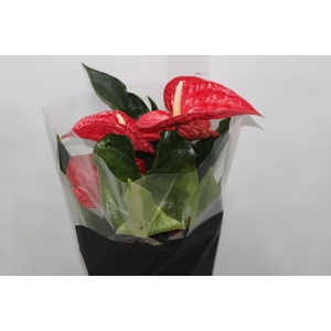 ANTHURIUM MICHIGAN P17 PREMIUM