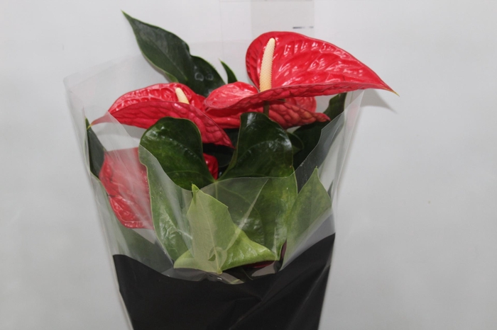 <h4>ANTHURIUM MICHIGAN P17 PREMIUM</h4>