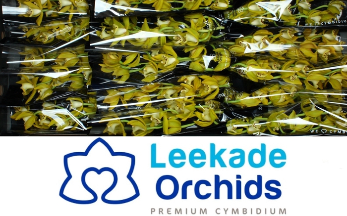 <h4>CYMB MI ANGIE</h4>