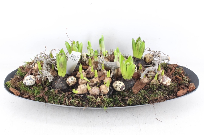 <h4>arr4 Bollenmix MB - Kunstst. ovaal XXL</h4>