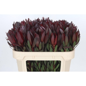 Leucadendron Saf Sunset Dark R.