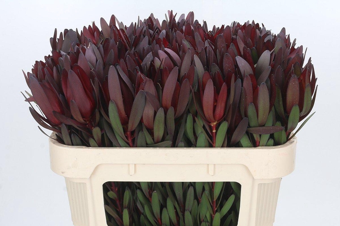 Leucadendron Saf Sunset Dark Red