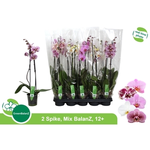 PHAL GEM