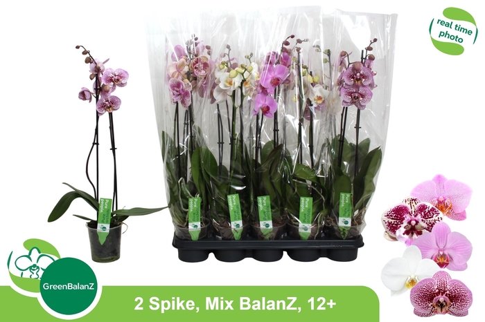 <h4>PHAL GEM</h4>