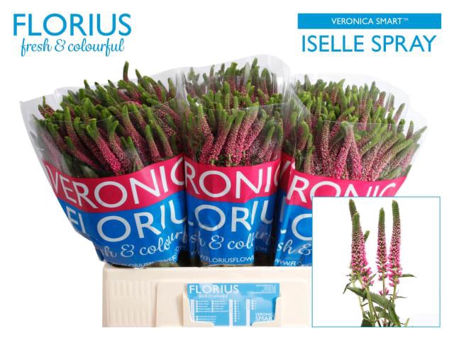 VERONICA TROS ROSE