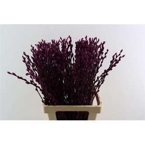 Salix Wilgenkatjes L. Lila Pst