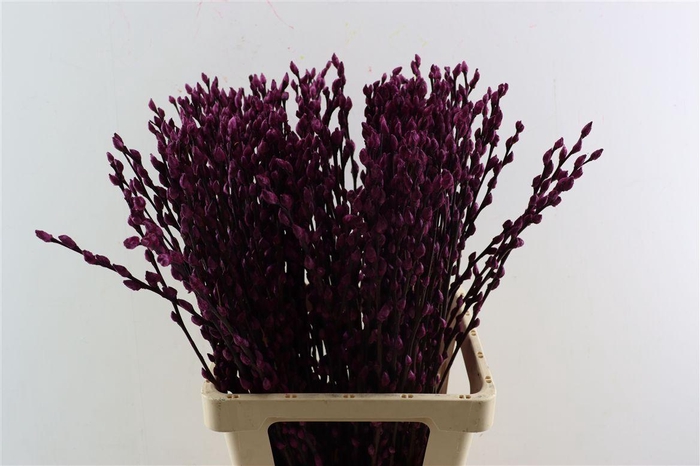 Salix Wilgenkatjes L. Lila Pst