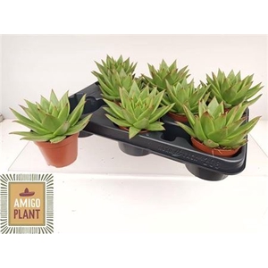 Echeveria agavoides 'Ebony'