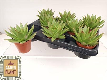 <h4>Echeveria agavoides 'Ebony'</h4>