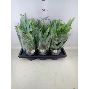 Phlebodium aureum 'Blue Star'