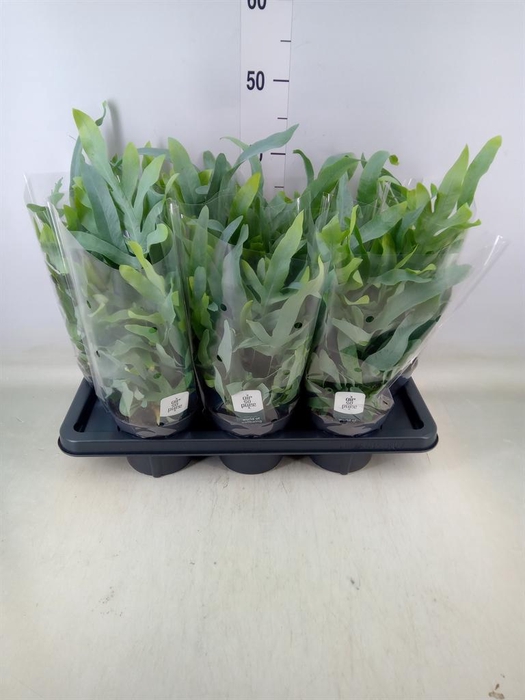 <h4>Phlebodium aureum 'Blue Star'</h4>