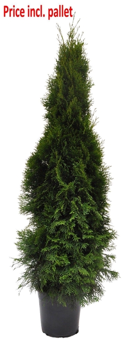 <h4>Thuja occ. Smaragd, plantmaat 120-140 cm - Rondgestoken - PALLET</h4>