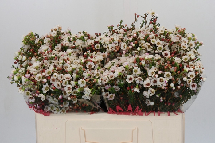 <h4>Chamelaucium Moonlight Delight</h4>
