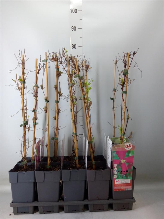 <h4>Clematis   ...</h4>