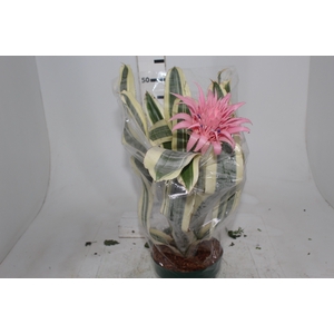 AECH FASCIATA VARIEGATA P17