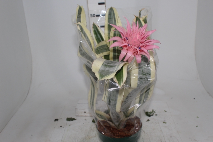 <h4>AECH FASCIATA VARIEGATA P17</h4>