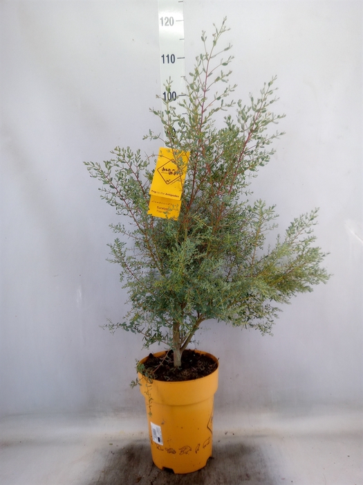 <h4>Eucalyptus</h4>