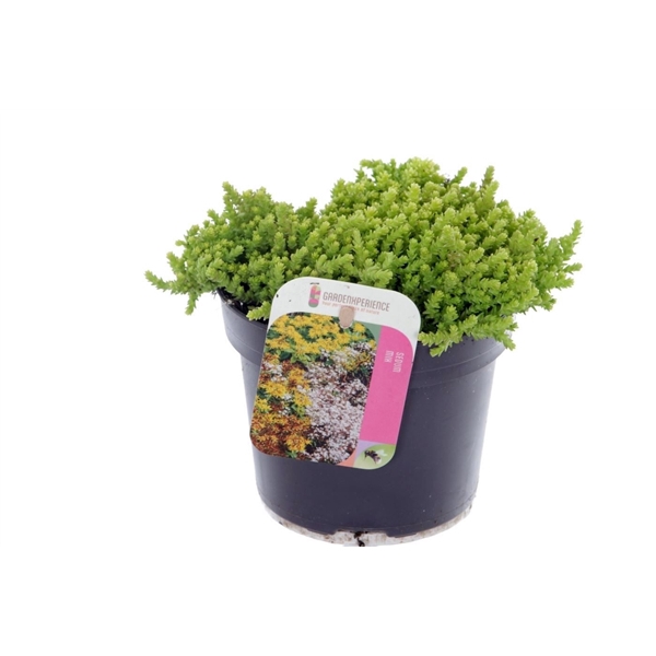 <h4>Sedum acre</h4>