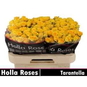 R Tr Tarantella