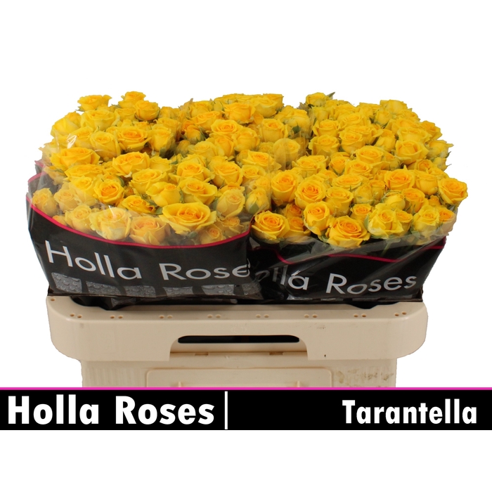 <h4>Tarantella</h4>