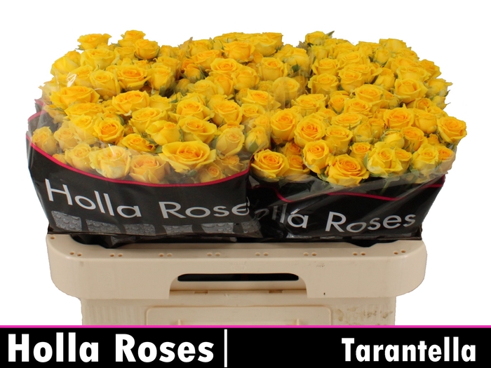 <h4>R Tr Tarantella</h4>