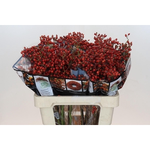Rozenbottel Autumn Rosefruits