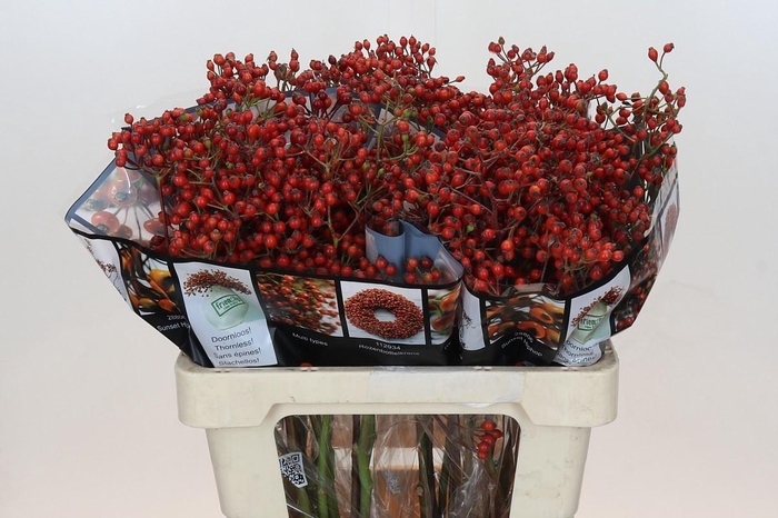 <h4>Rozenbottel Autumn Rosefruits</h4>