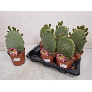 OPUNTIA
