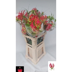 GLORIOSA EXOT PINK