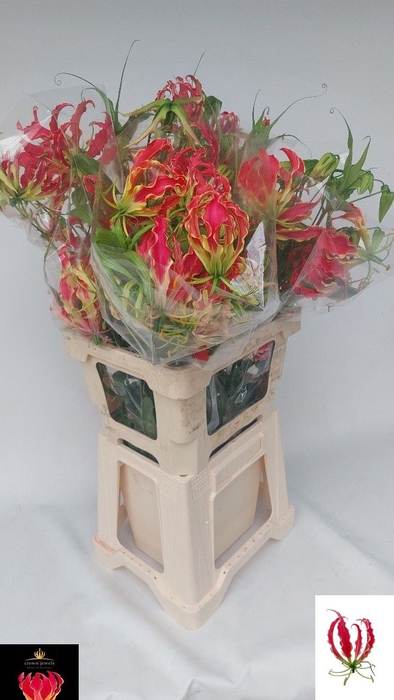 <h4>GLORIOSA EXOT PINK</h4>