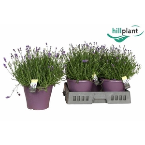 LAVANDULA ESSENCE PURPLE P23