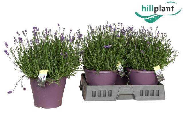 <h4>LAVANDULA ESSENCE PURPLE P23</h4>
