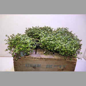 Callisia Repens
