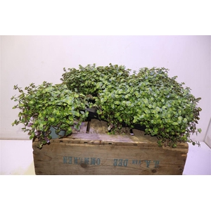 Callisia Repens