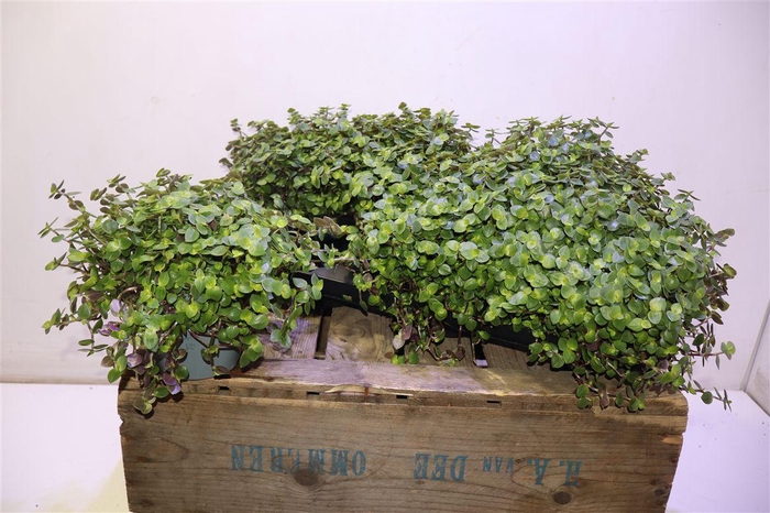 <h4>Callisia Repens</h4>