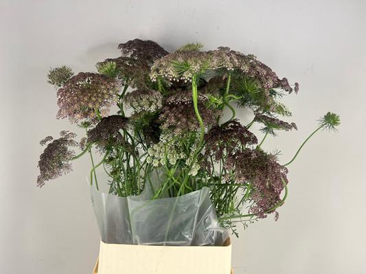 <h4>Daucus Carota Dara Artistiek</h4>