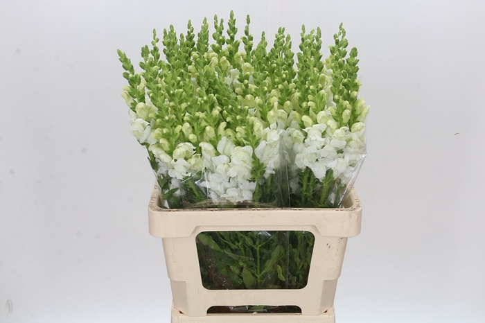 <h4>ANTIR POTO WHITE</h4>