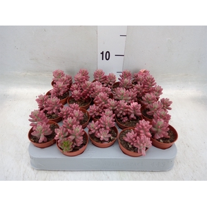 Sedum rubrotinctum 'Aurora'