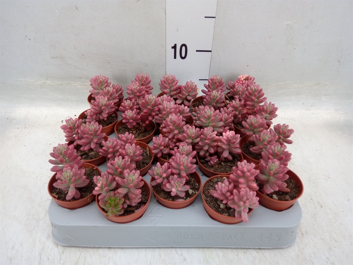 <h4>Sedum rubrotinctum 'Aurora'</h4>