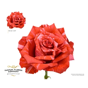 Rosa Premium Wild Cat