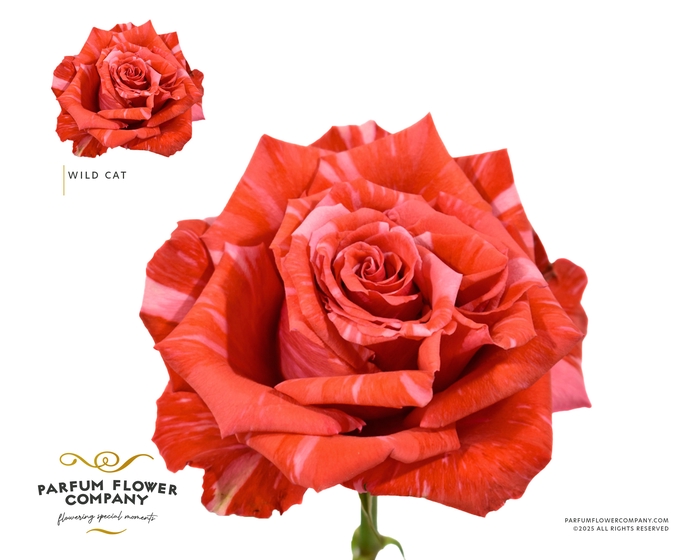 <h4>Rosa Premium Wild Cat</h4>