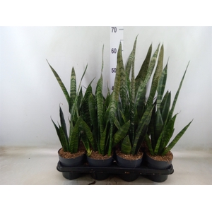 Sansevieria trifa. 'Black Coral'