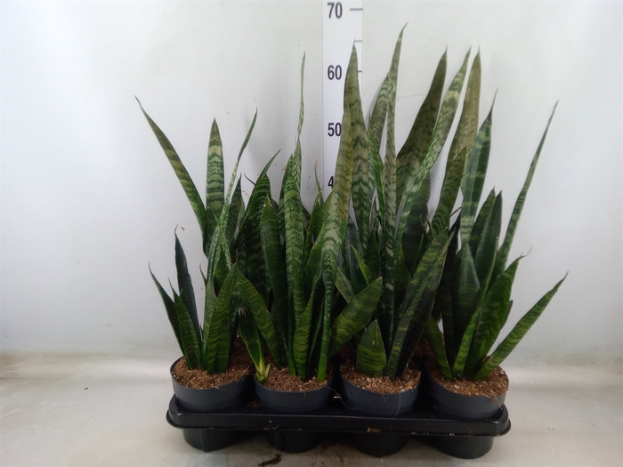 <h4>Sansevieria trifa. 'Black Coral'</h4>