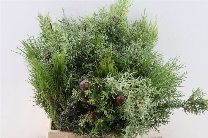 <h4>Bqt Kerstgroen Deluxe 45cm Pbs</h4>